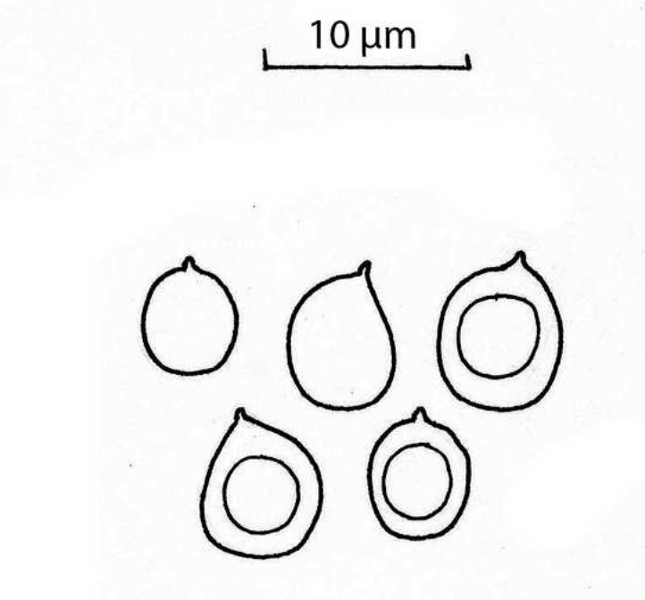 Meripilus mesenterica