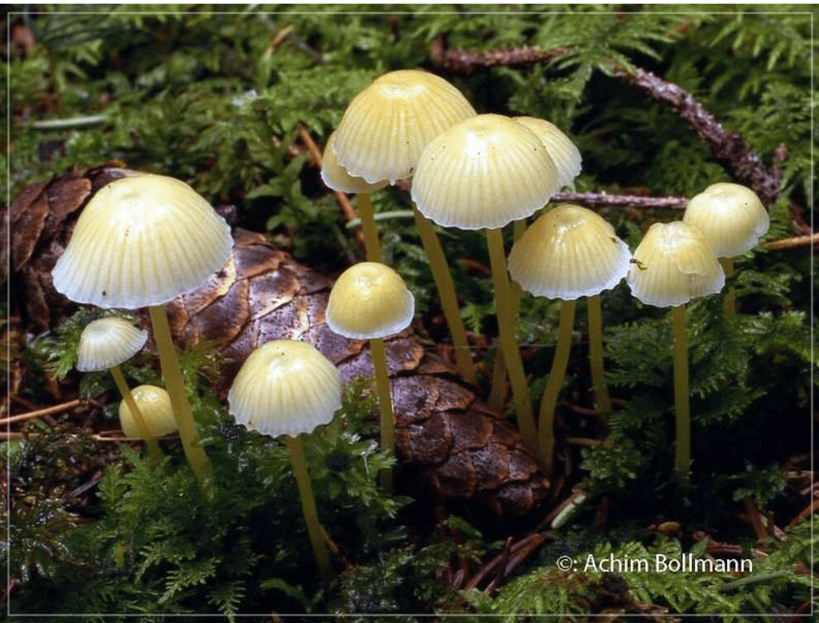 Mycena epipterygia