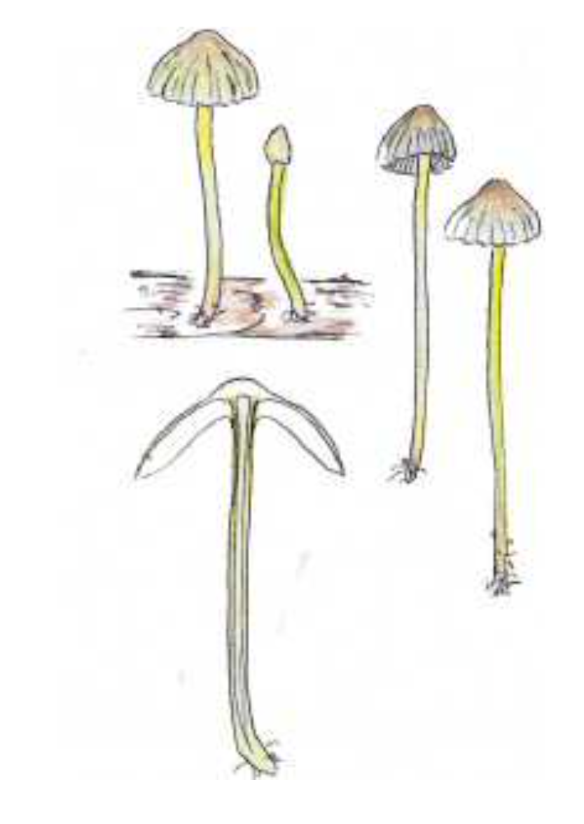 Mycena epipterygia