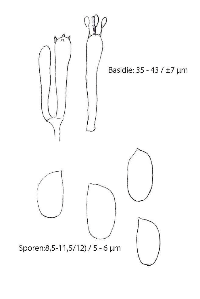 Mycena epipterygia