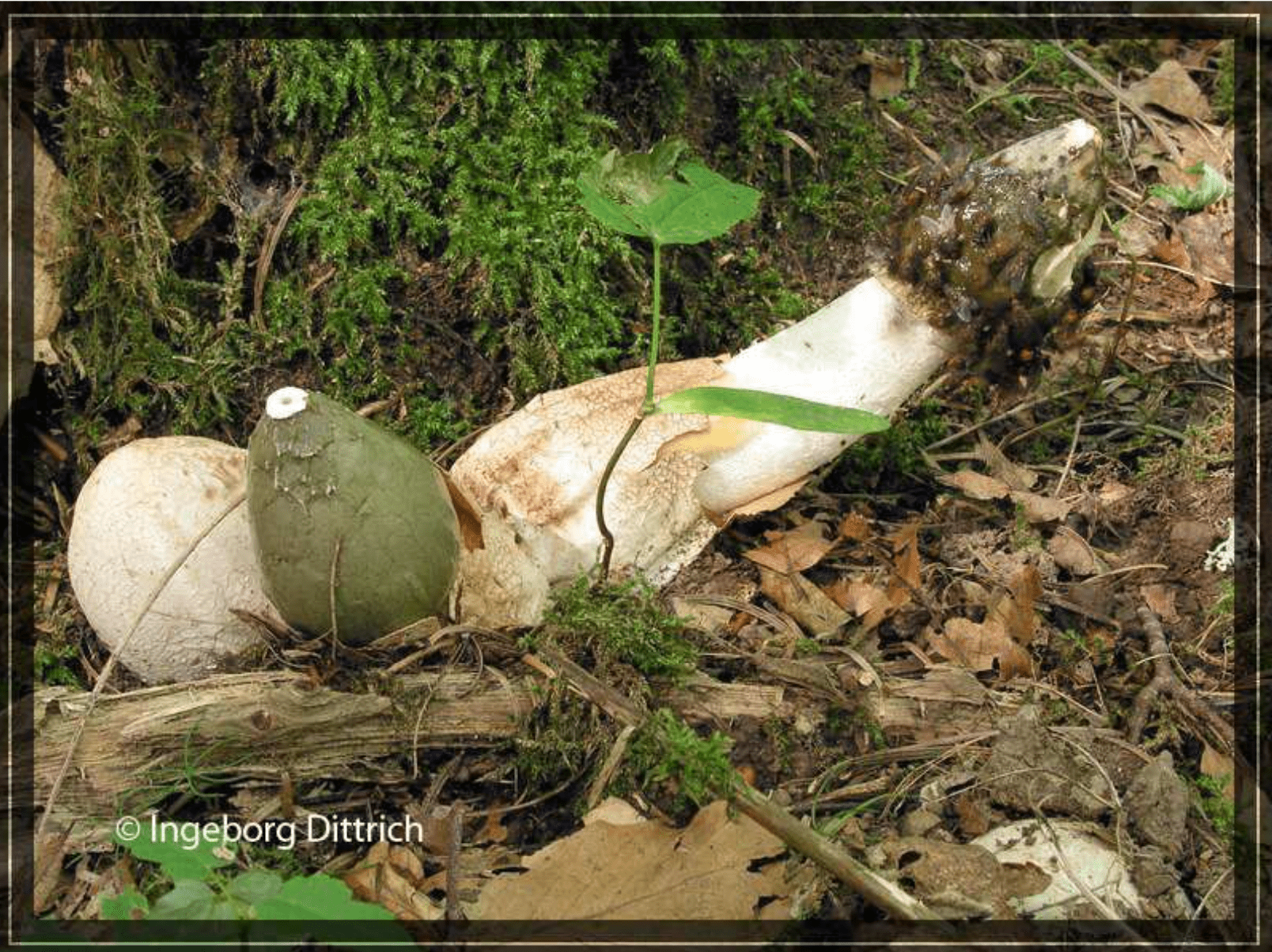 Phallus impudicus