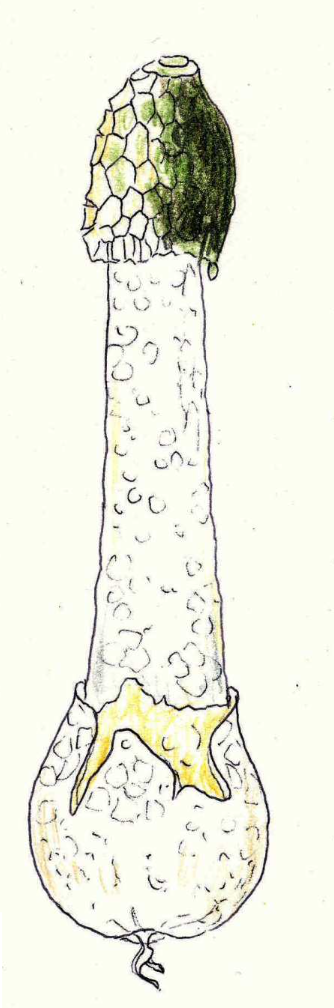 Phallus impudicus