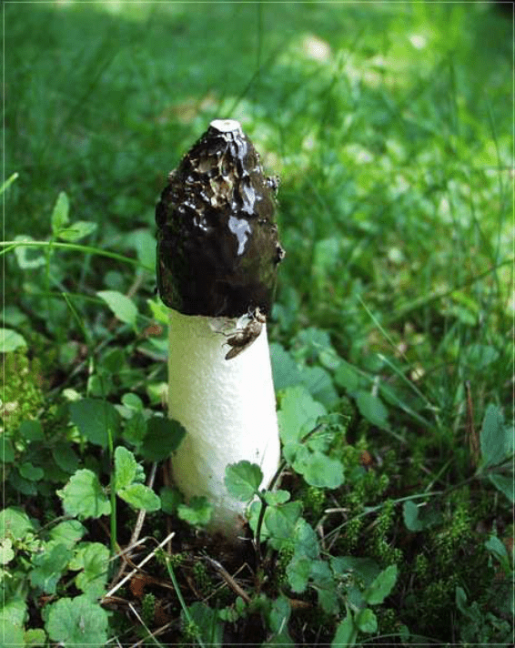 Phallus impudicus