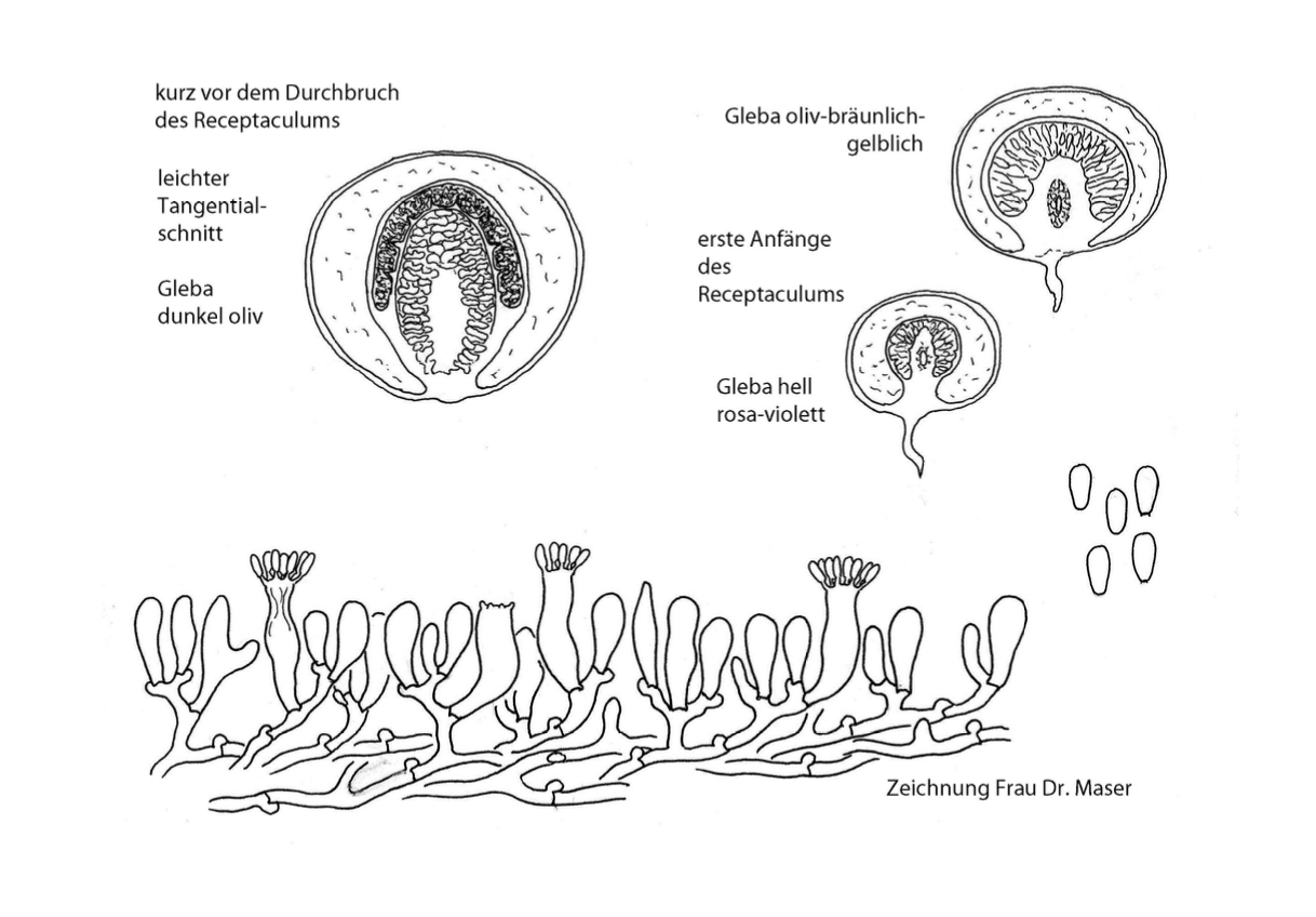 Phallus Impudicus