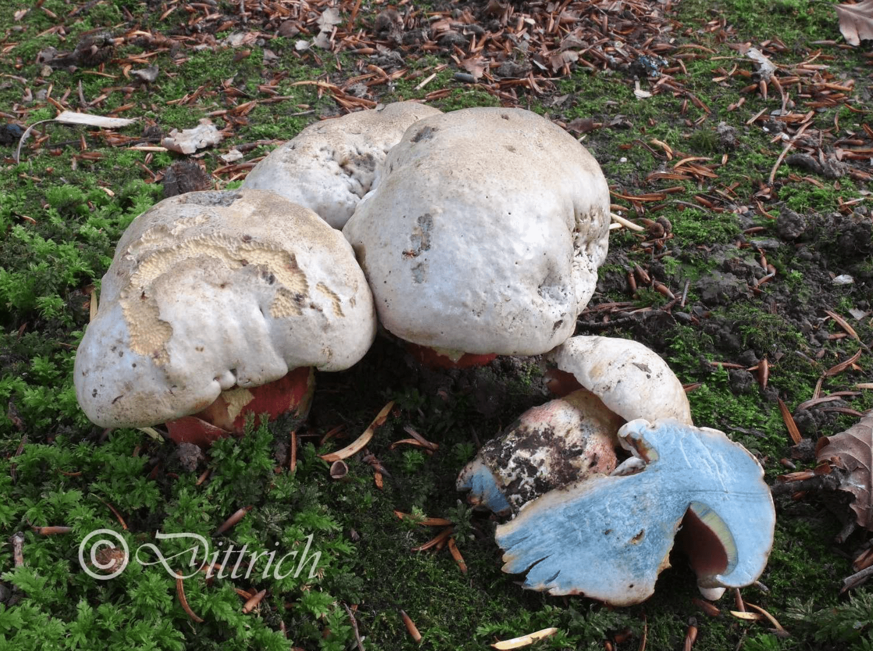 Rubroboletus satanas