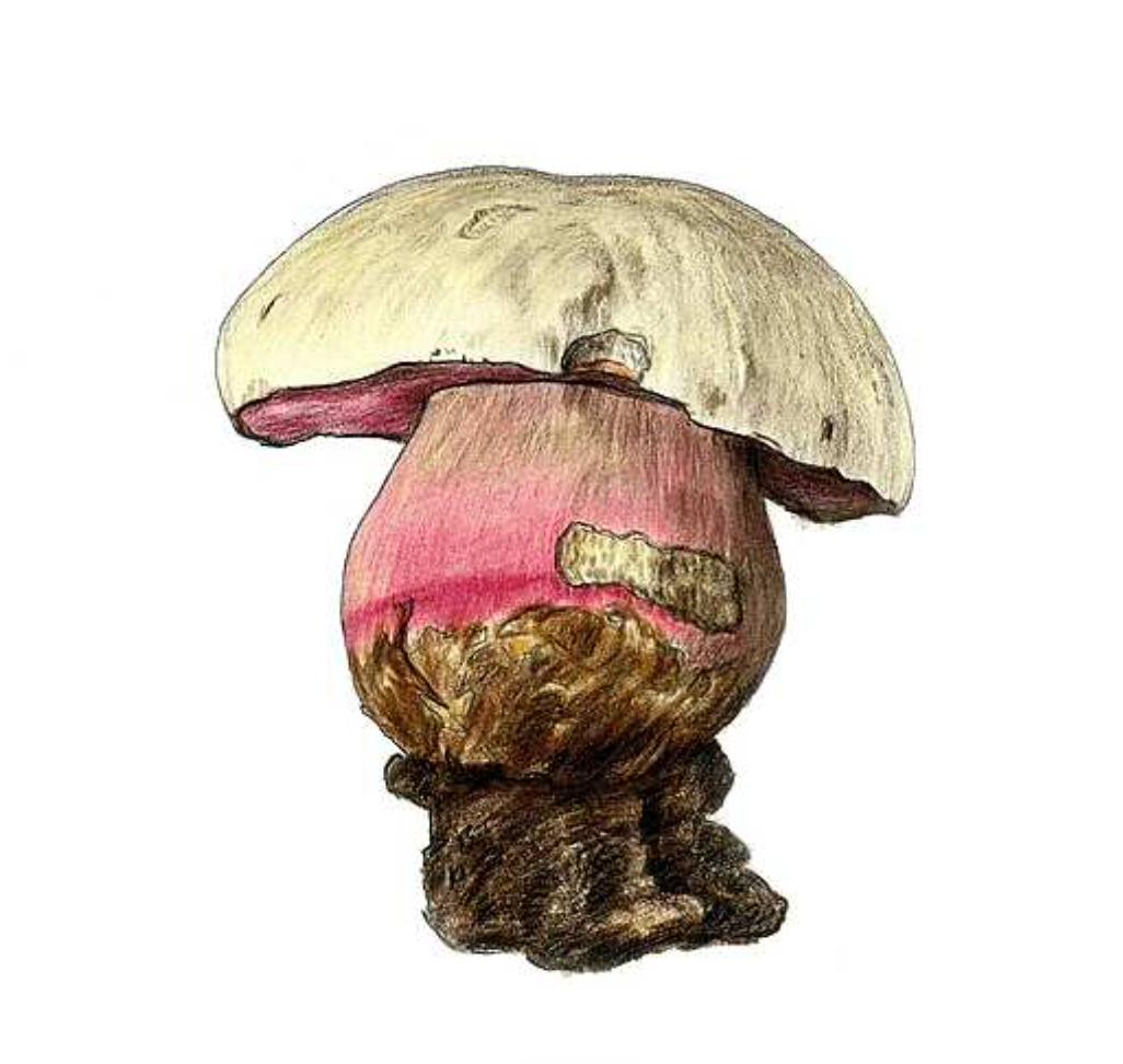 Rubroboletus satanas