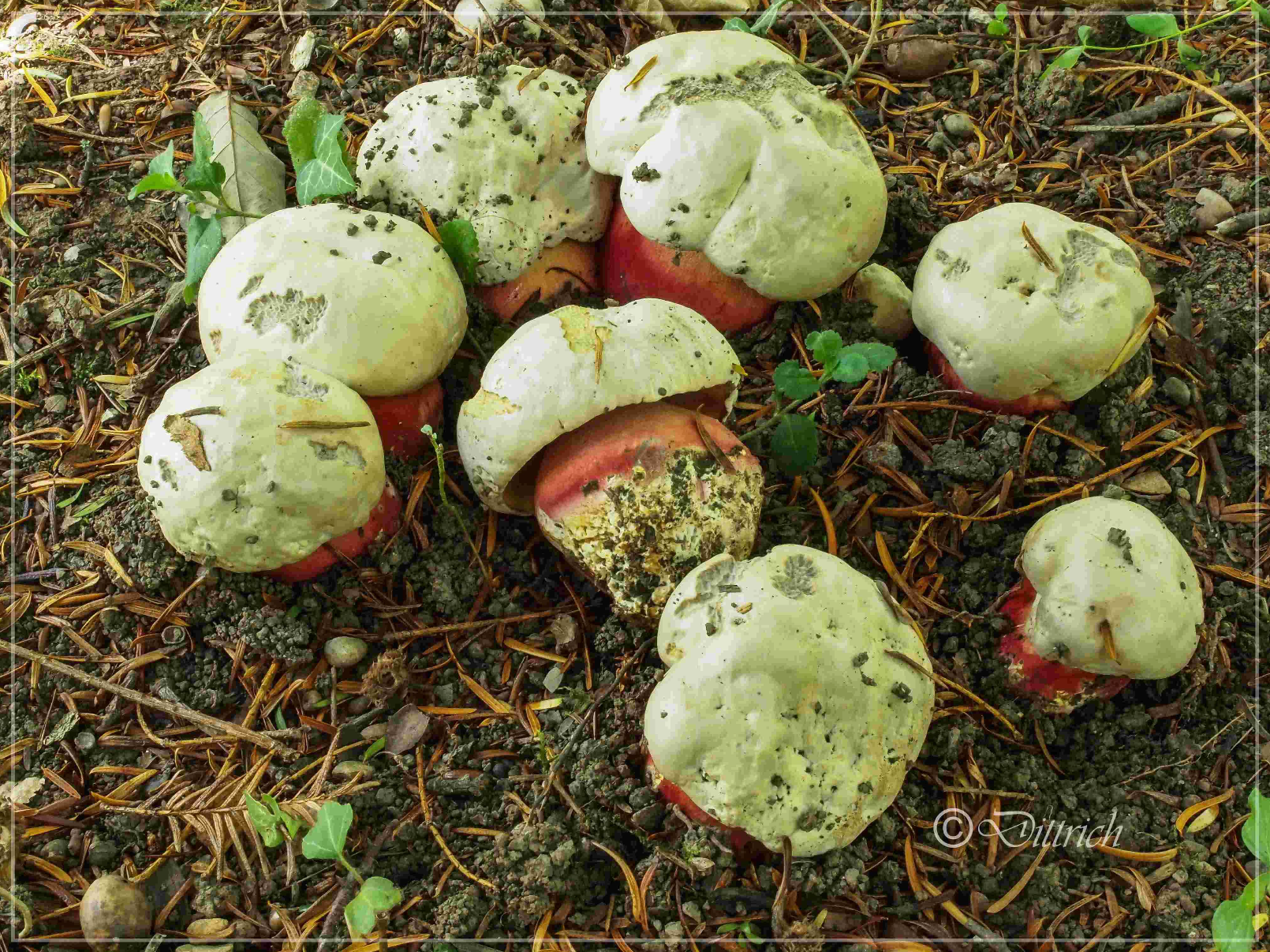 Rubroboletus satanas