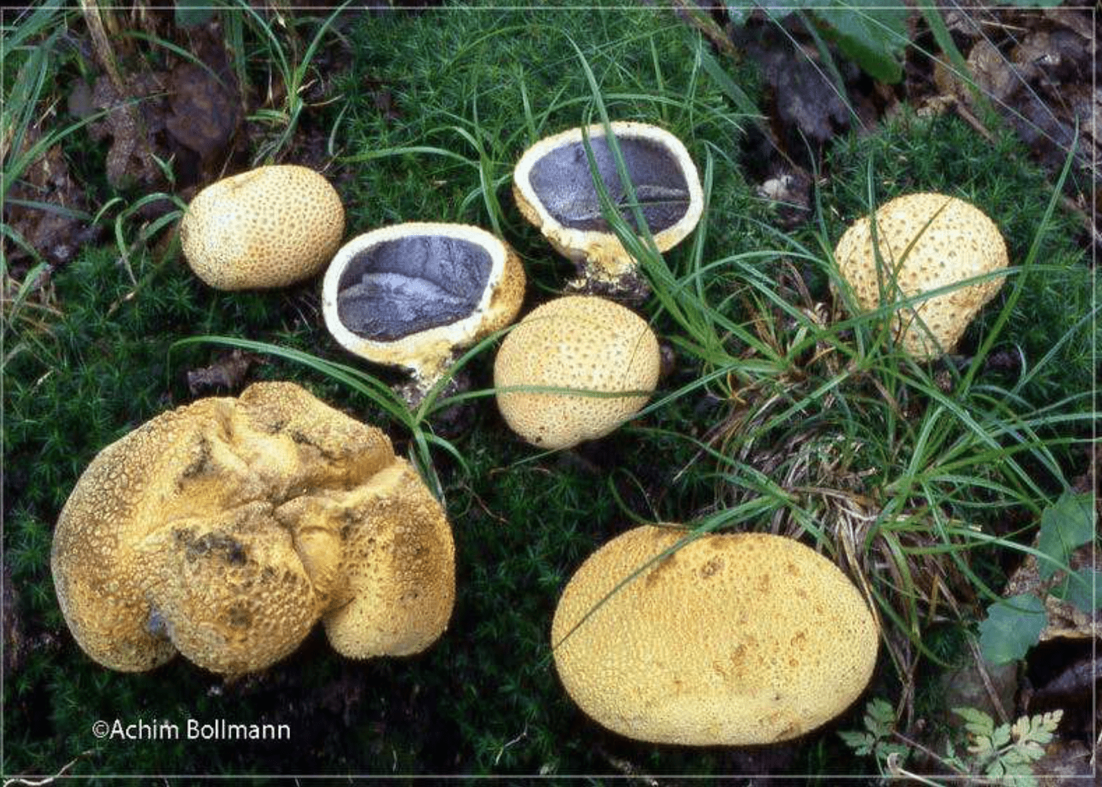 Scleroderma citrinum