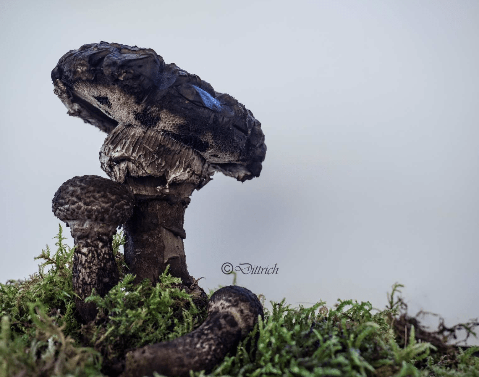 Strobilomyces Strobiaceus