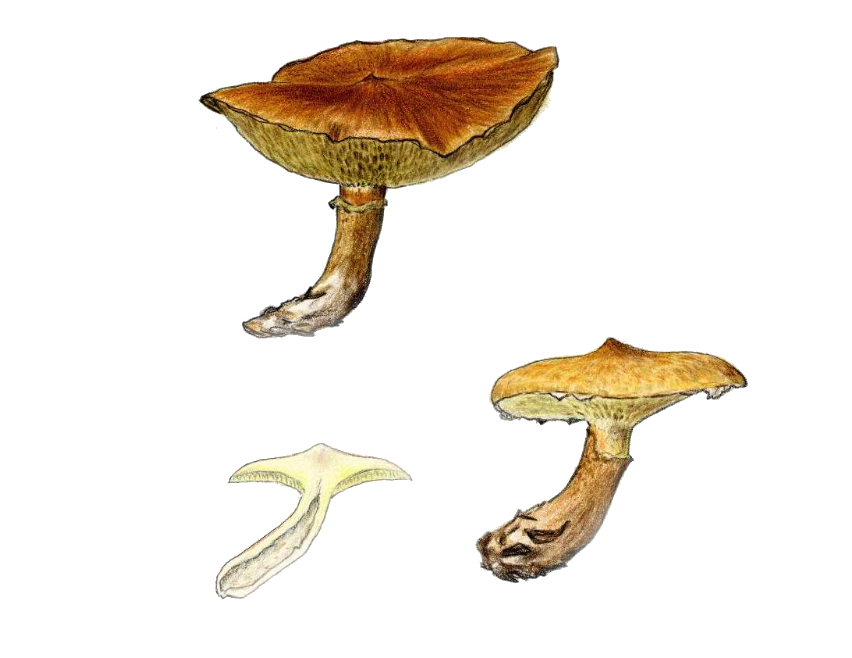 Suillus cavipes