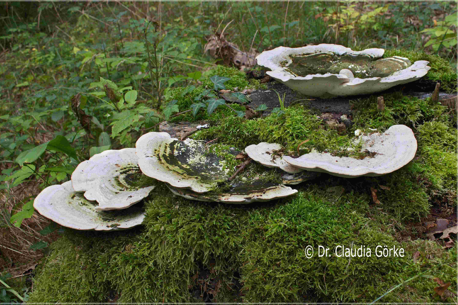 Trametes gibbosa - Buckeltramete