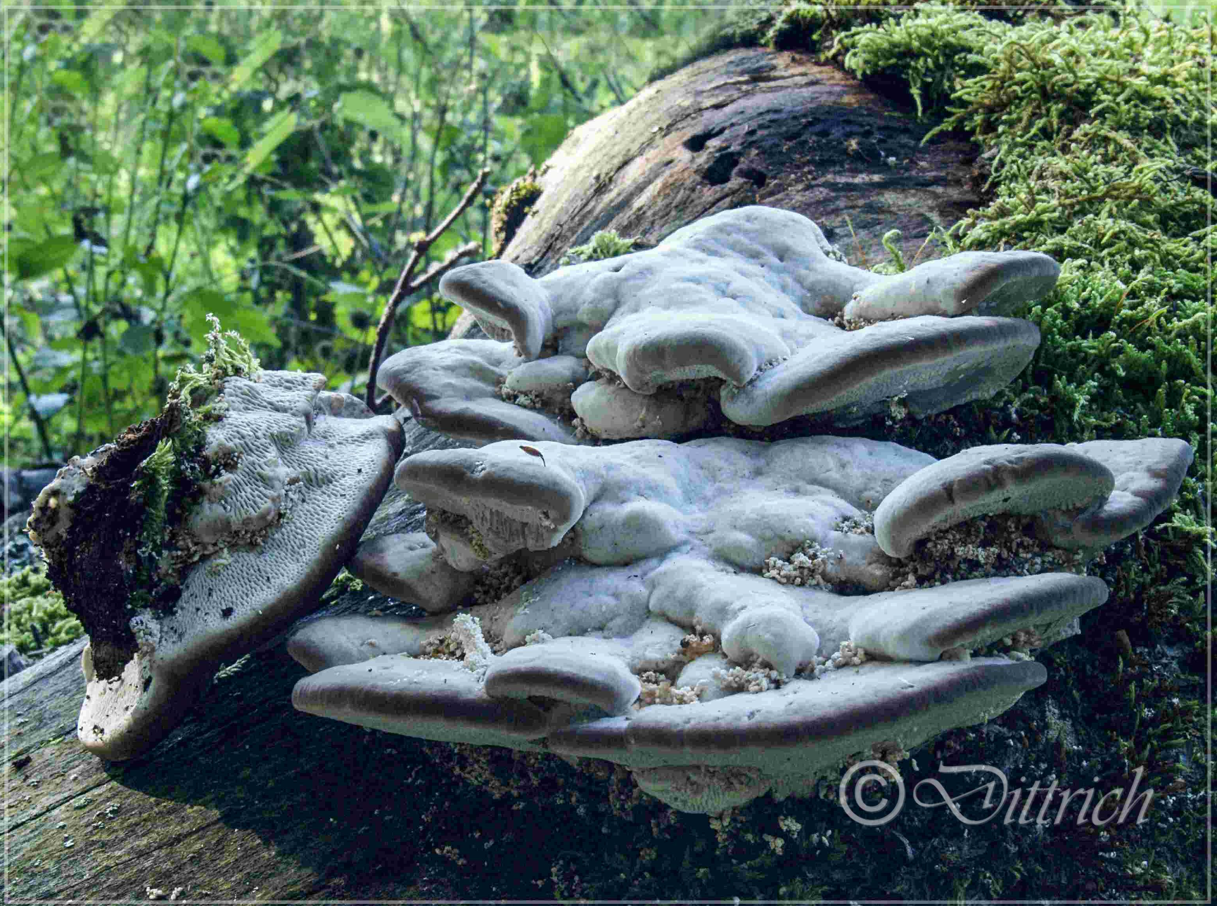 Trametes gibbosa - Buckeltramete