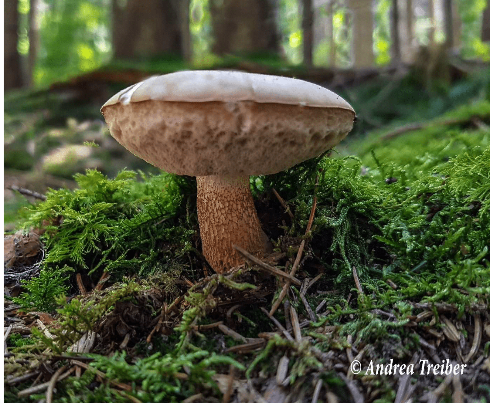 Tylopilus felleus