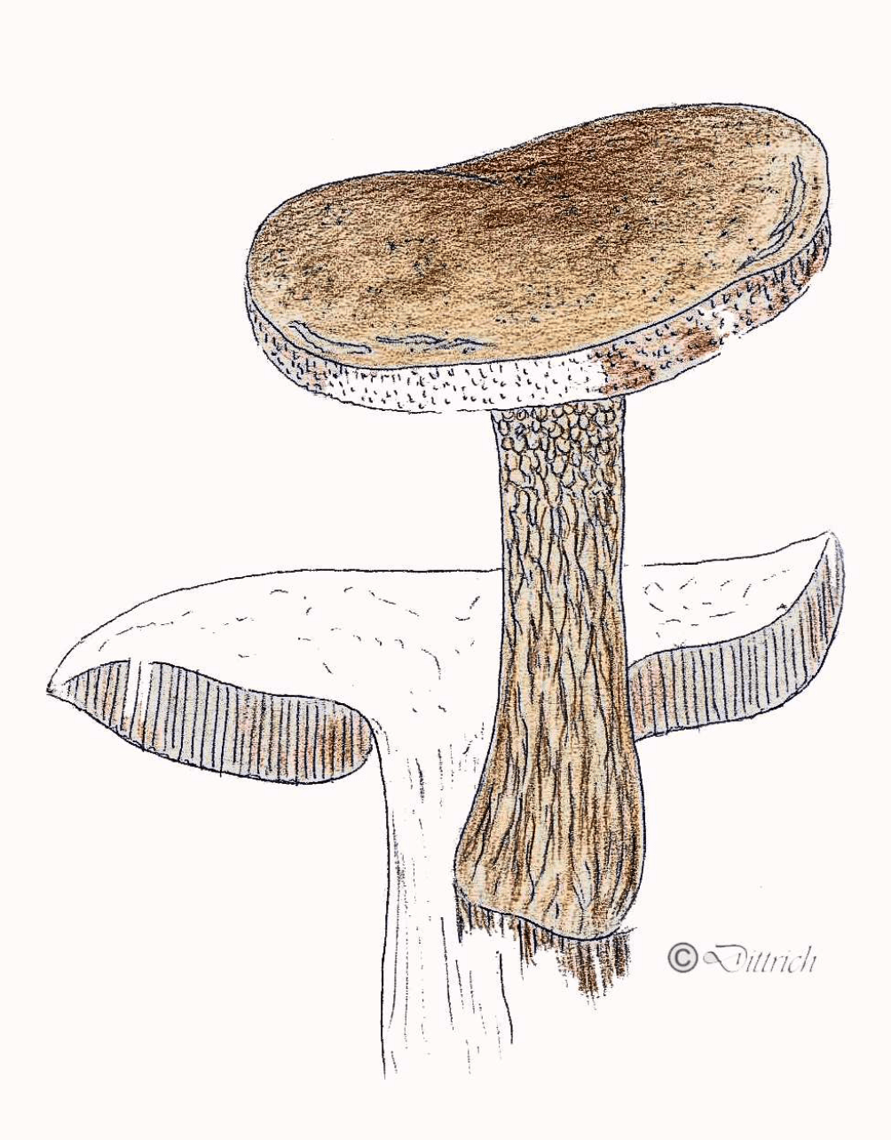 Tylopilus felleus