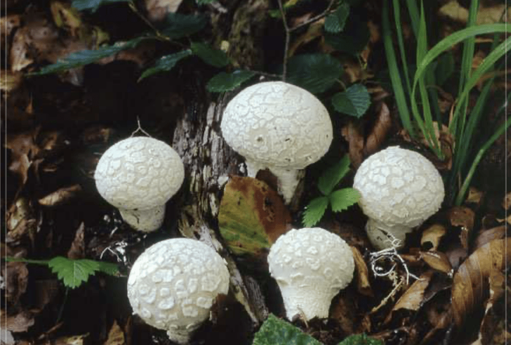 Flockenstäubling – August 2013