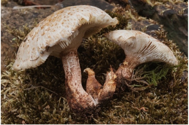 Geastrum triplex