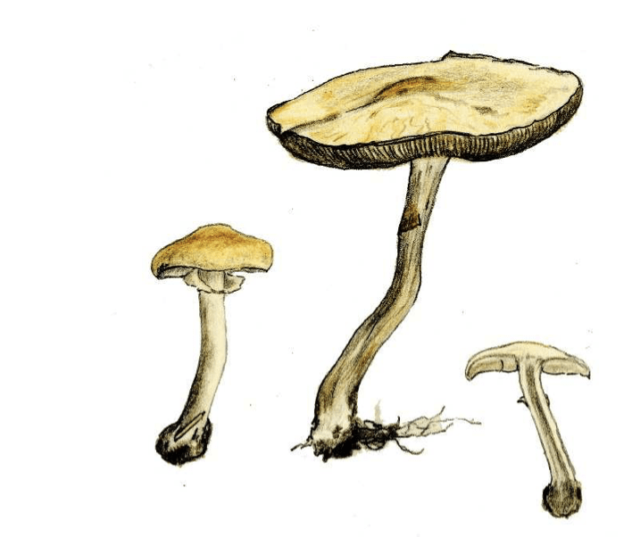 Boletus aereus -Schwarzhütiger Steinpilz