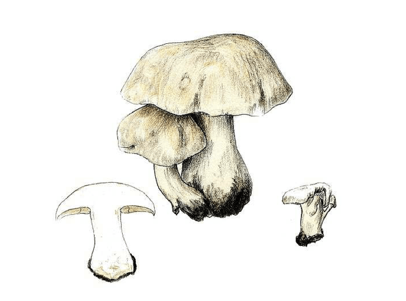 Boletus aereus -Schwarzhütiger Steinpilz