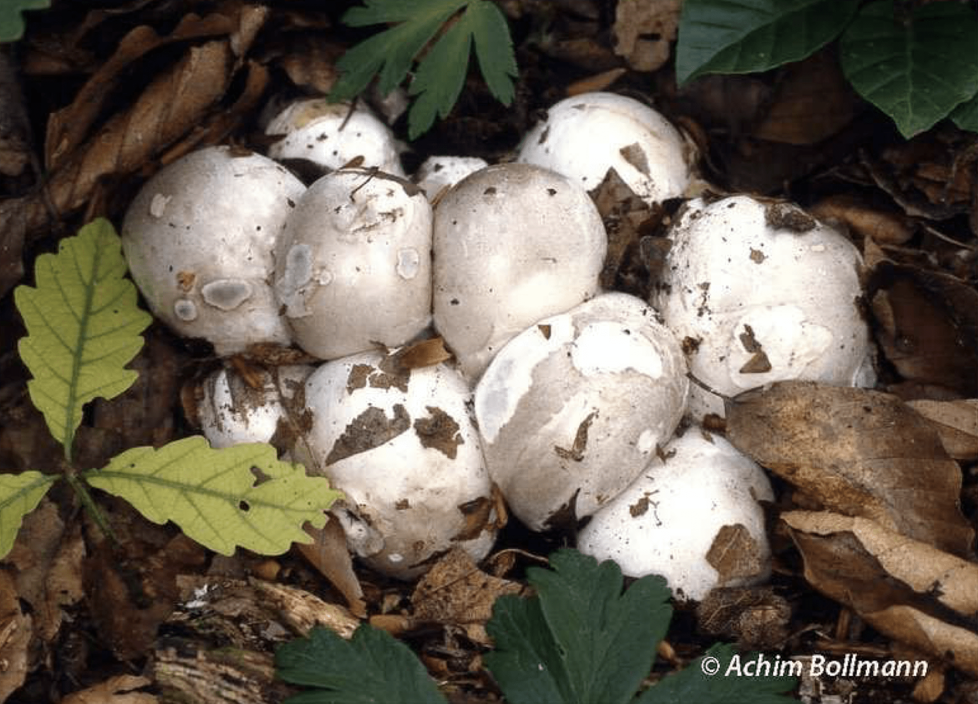 Clathrus archeri