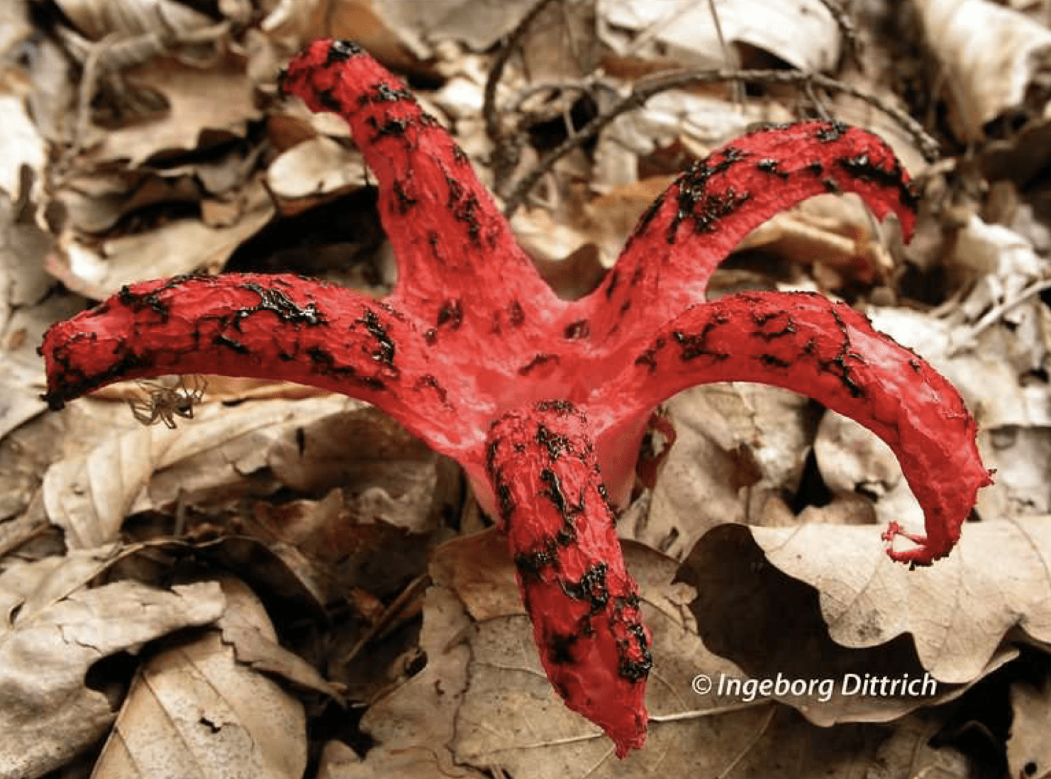 Clathrus archeri