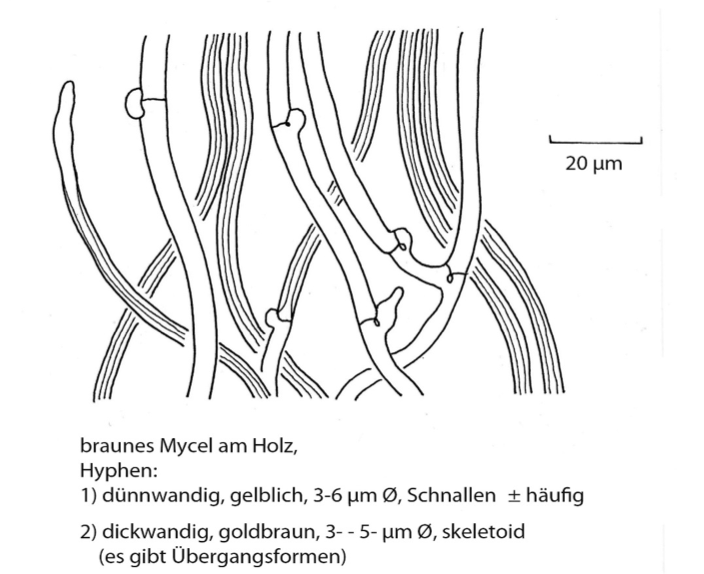 Gestreifter Teuerling