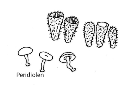 Gestreifter Teuerling