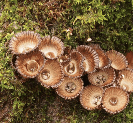 Gestreifter Teuerling