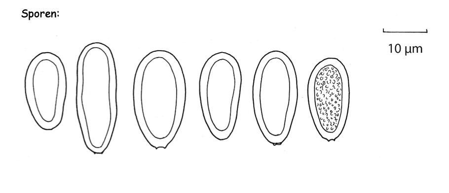 Gestreifter Teuerling