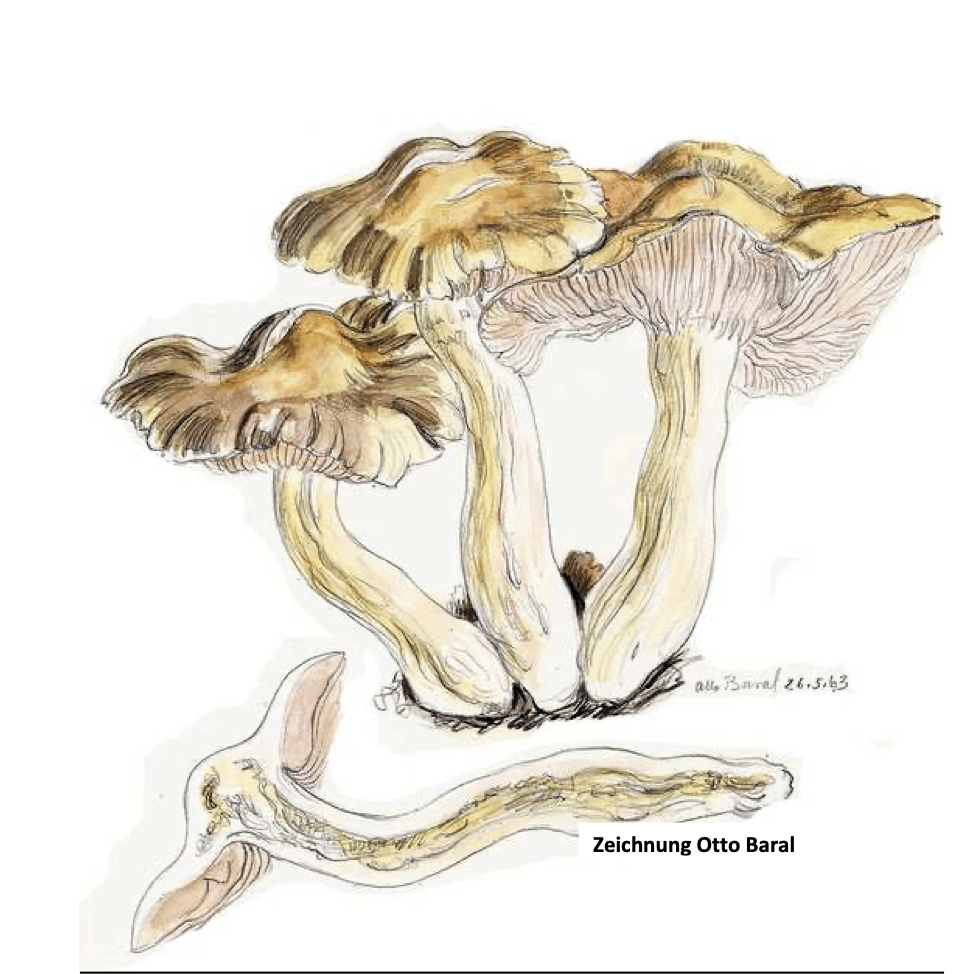 Boletus aereus -Schwarzhütiger Steinpilz