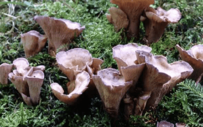 Violettes Schweinsohr – November 2014