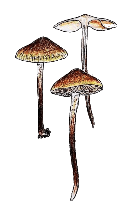 Boletus aereus -Schwarzhütiger Steinpilz