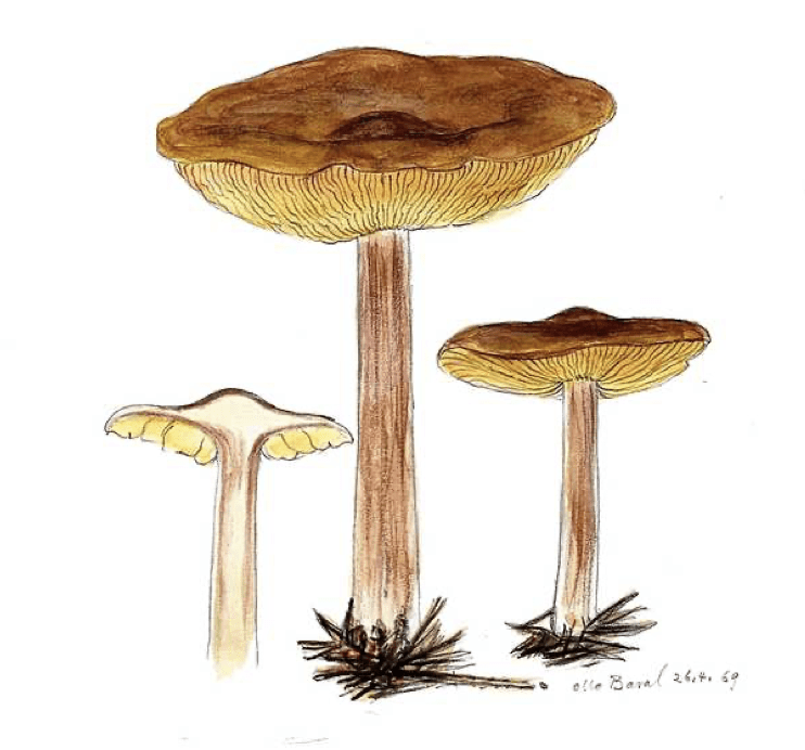 Boletus aereus -Schwarzhütiger Steinpilz