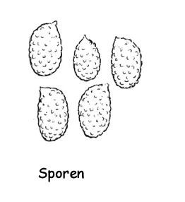 Boletus aereus - Schwarzhütiger Steinpilz