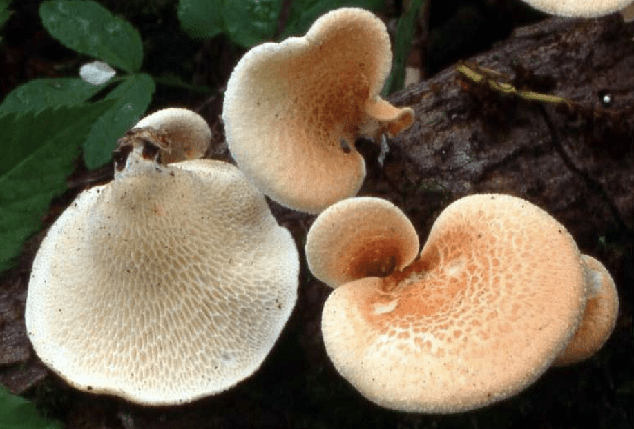 PolyporusMori