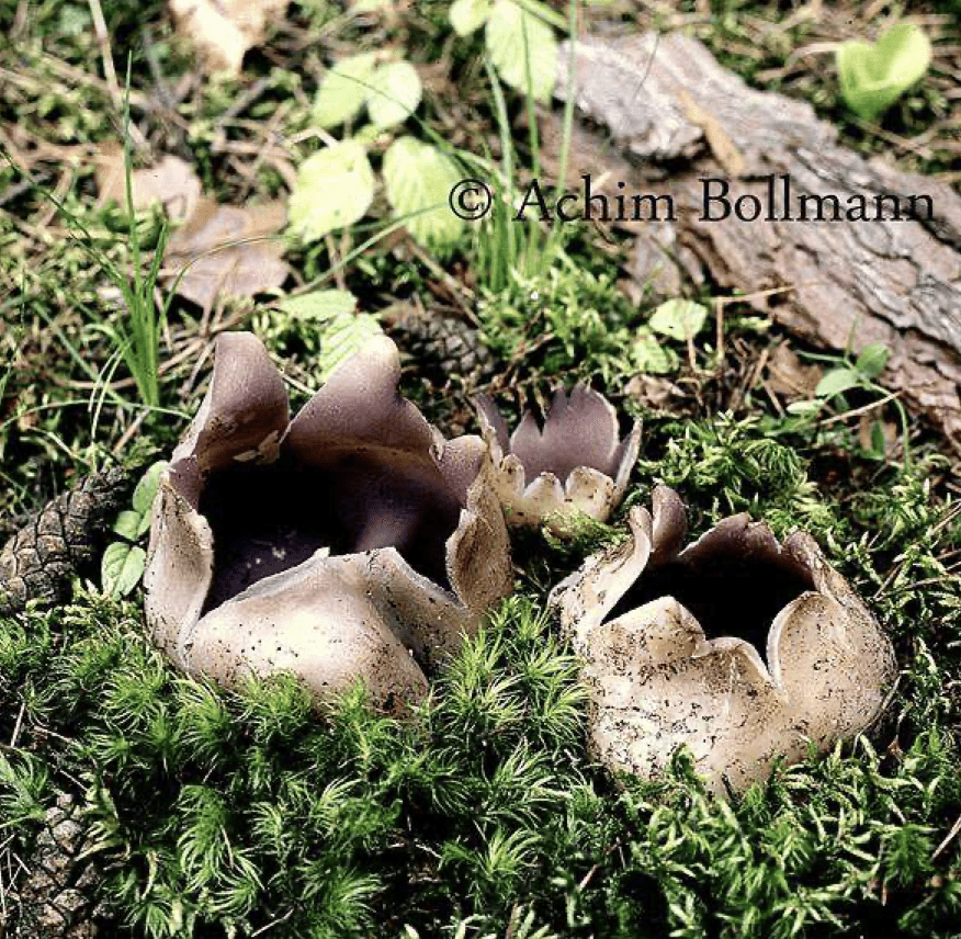 Titelbild Sarcosphaera Coronaria