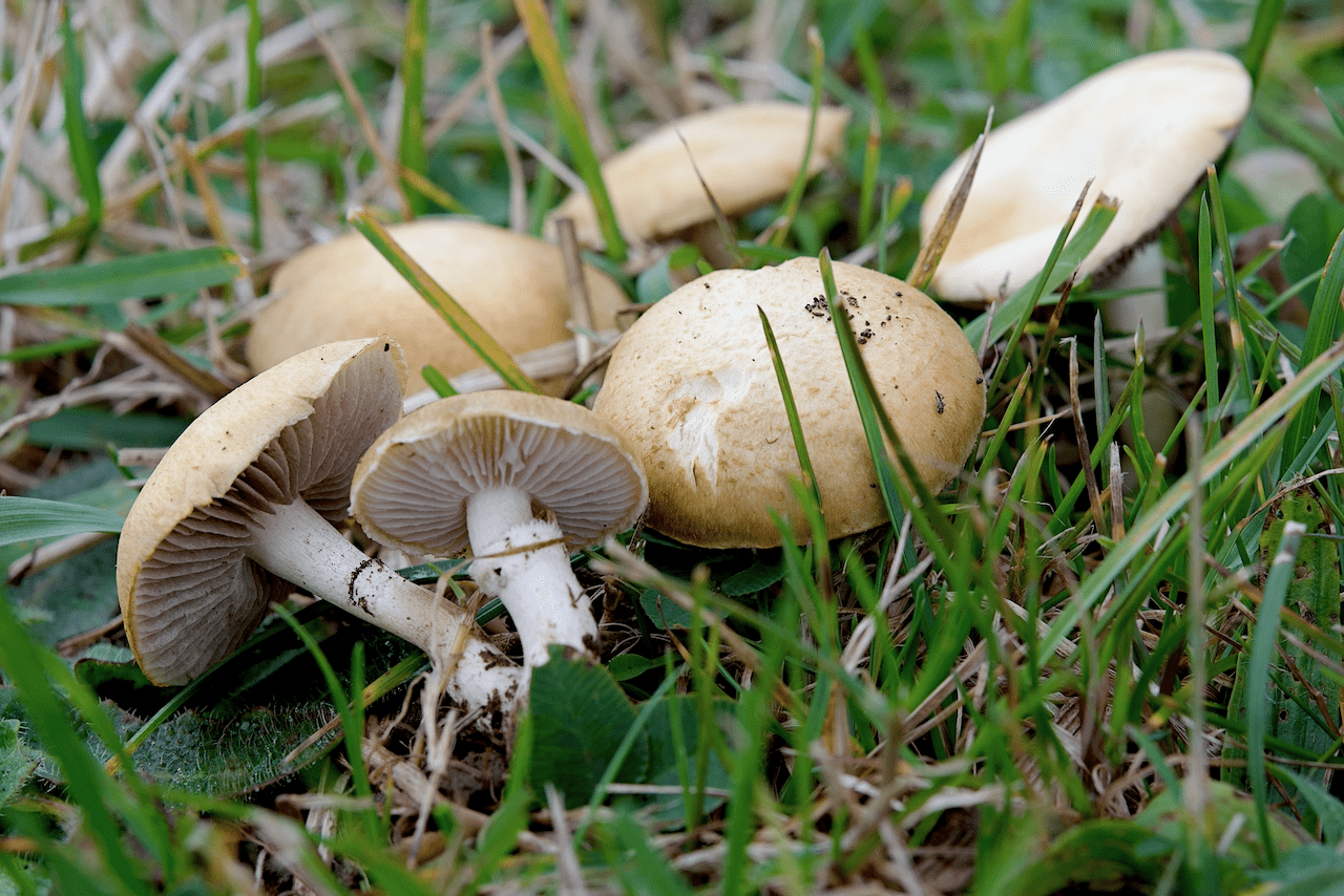 Krönchen-Träuschling