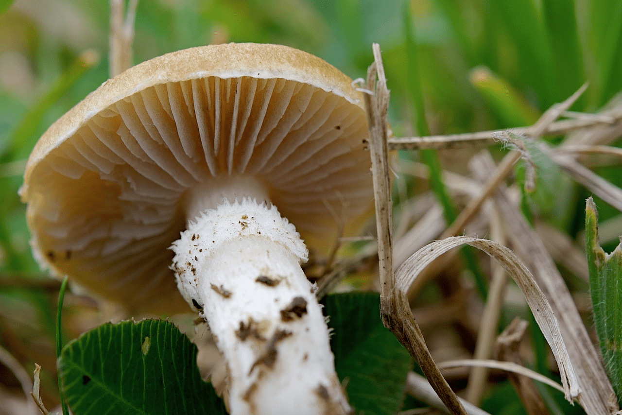 Krönchen-Träuschling, Krönchen sichtbar