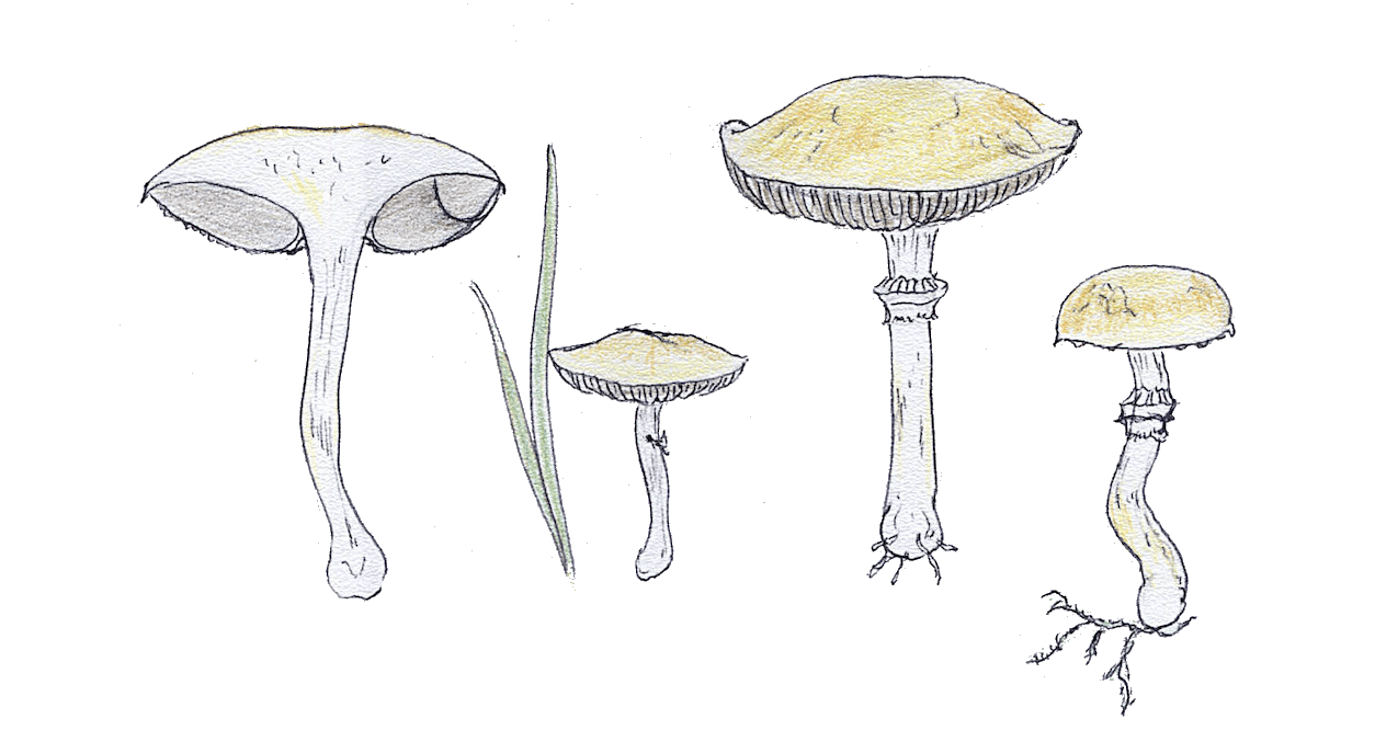 Krönchen-Träuschling, Maser Zeichnung