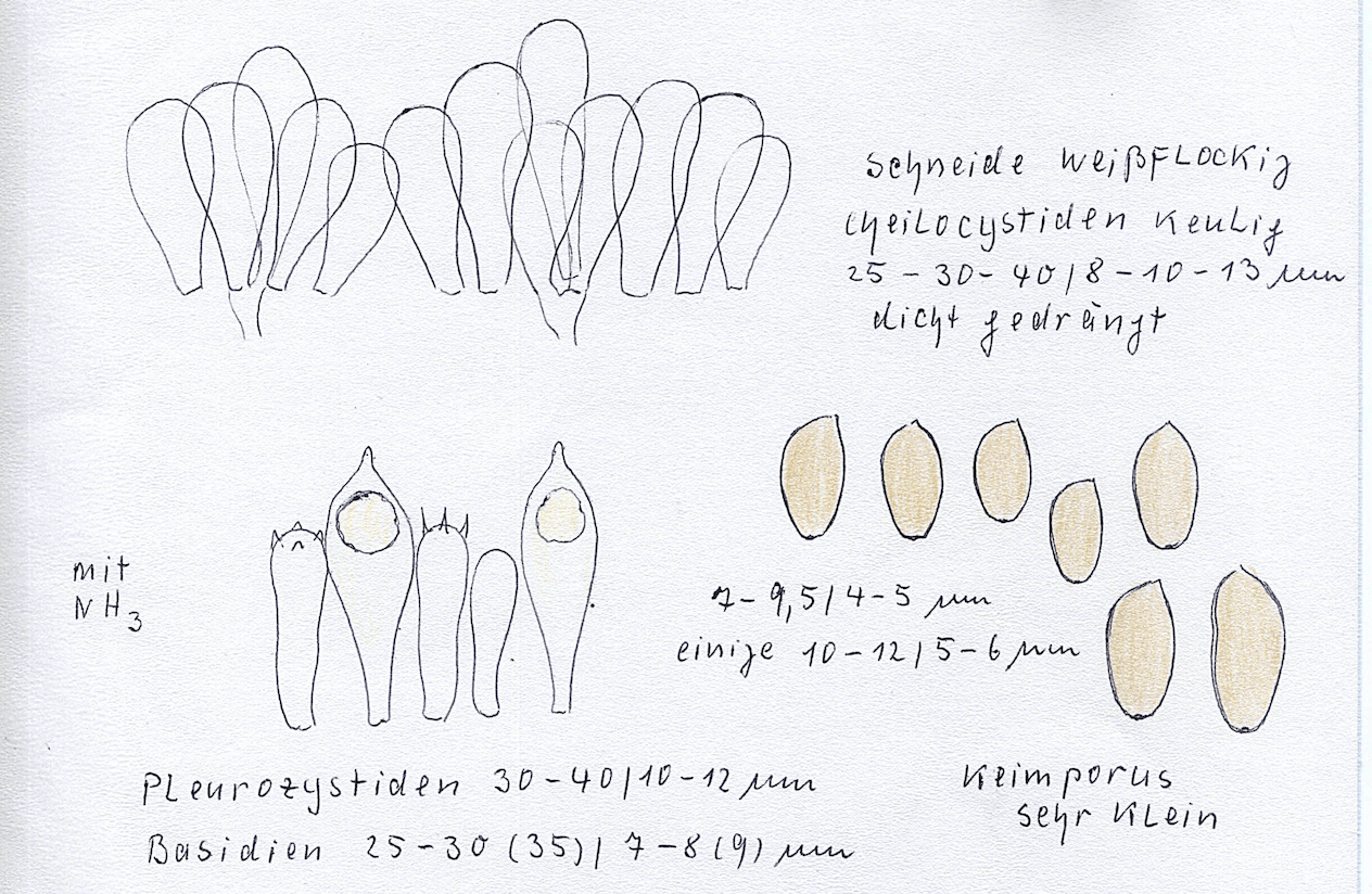 Krönchen-Träuschling