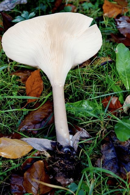 Herablaufende Lamellen Mönchskopf