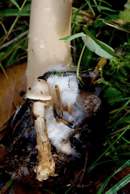 Infundibulicybe Geotropa - Mycelfilz