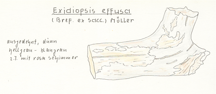 Exidiopsis Effusa