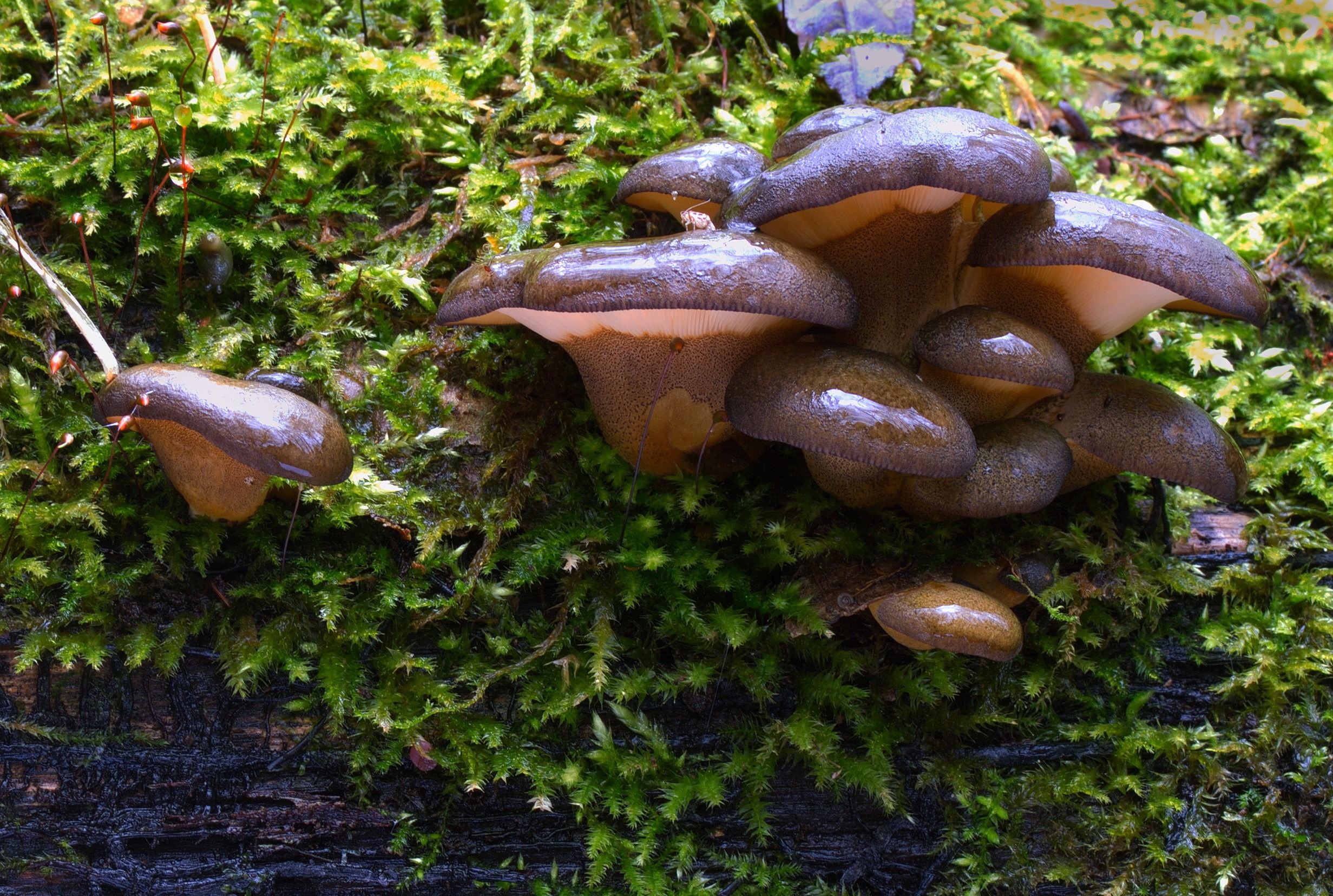 Panellus Serotinus, Gelbstieliger Muschelseitling