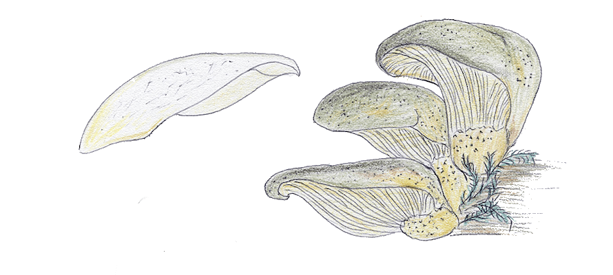 Panellus Serotinus, Gelbstieliger Muschelseitling - Zeichnung Hanna Maser