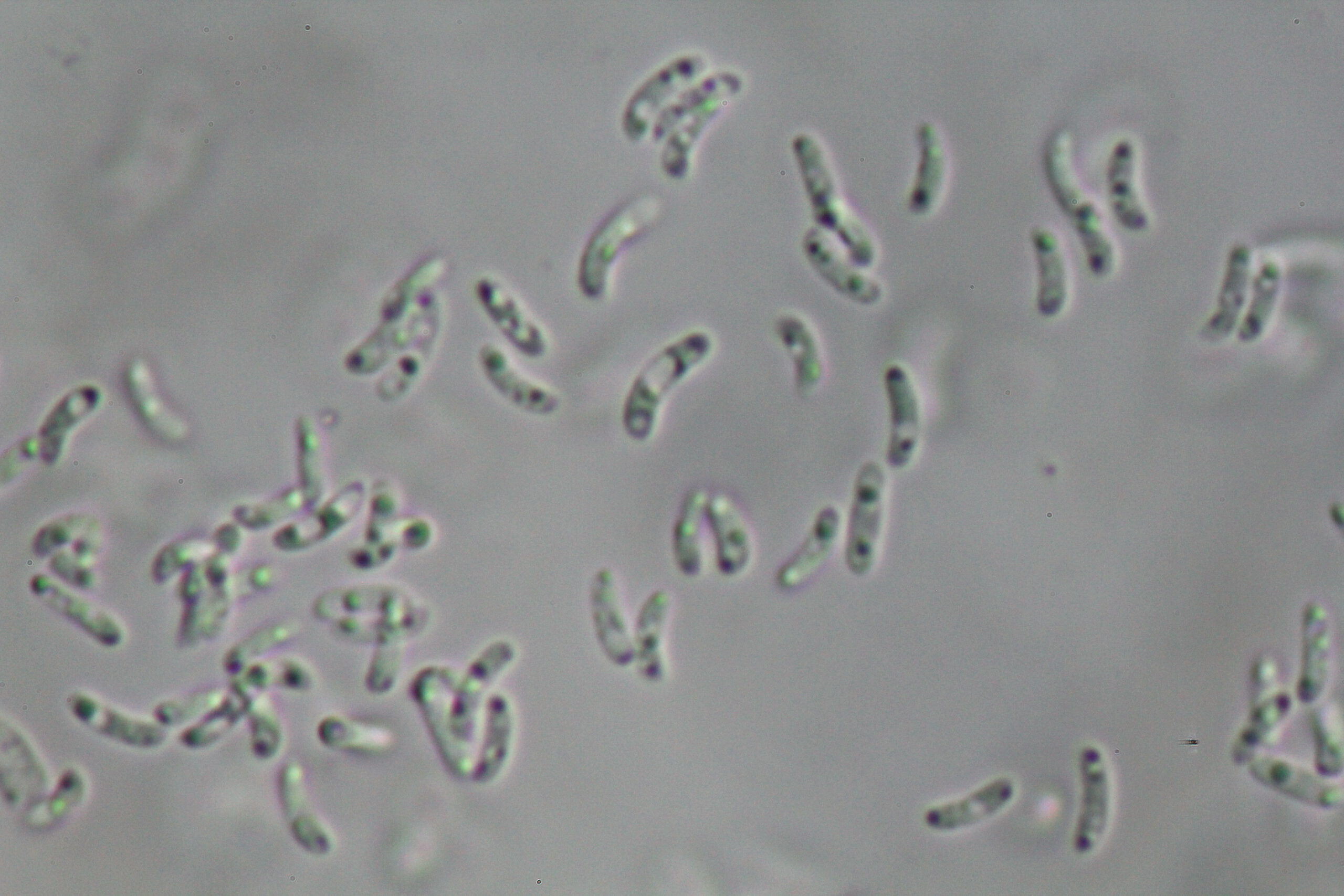 Panellus Serotinus, Gelbstieliger Muschelseitling - Sporen