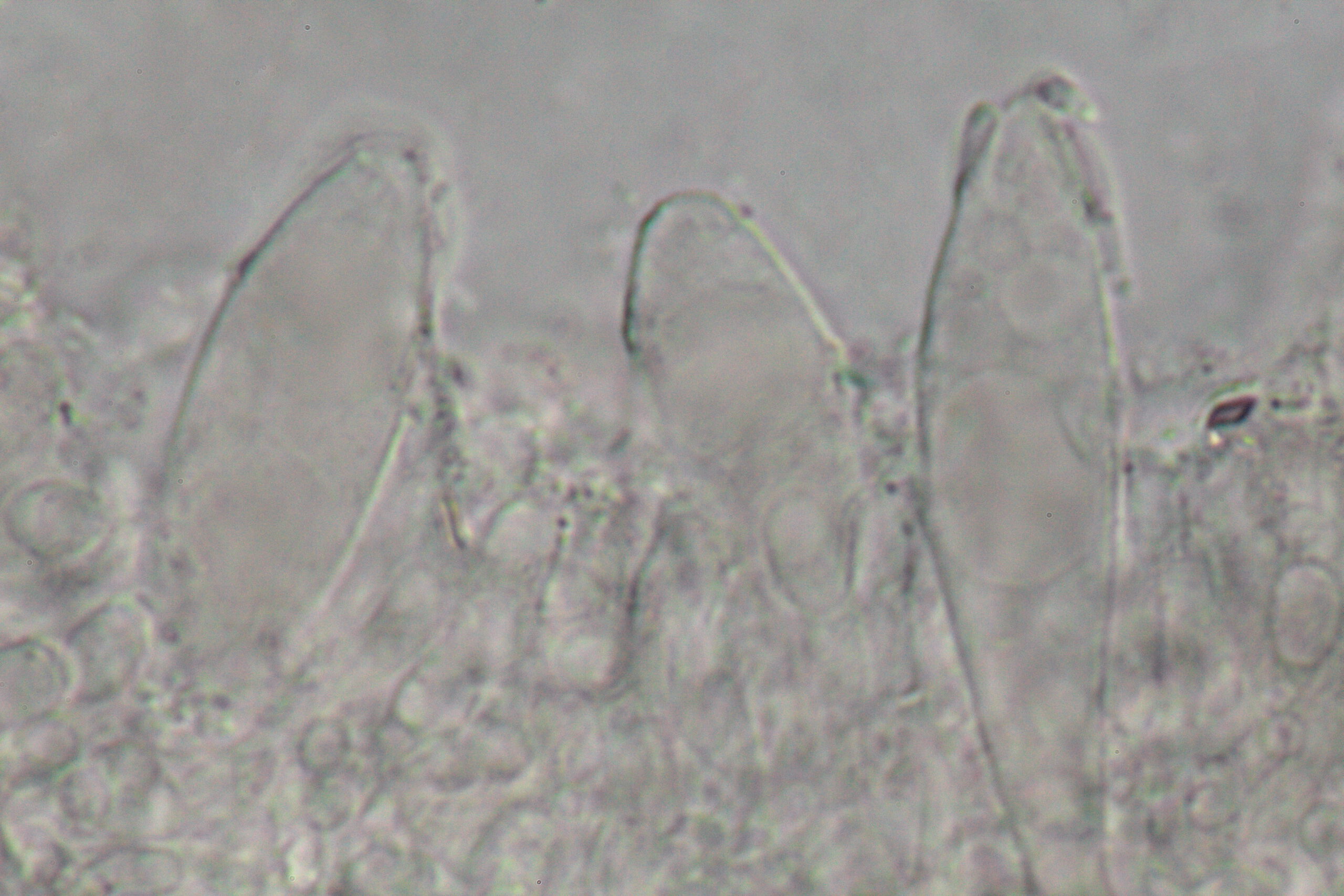 Panellus Serotinus, Gelbstieliger Muschelseitling - Zystiden
