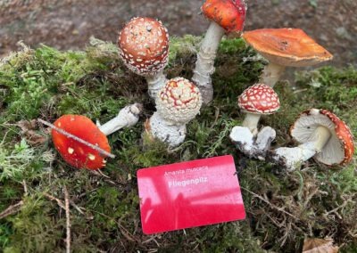 Amanita muscaria (Fliegenpilz)