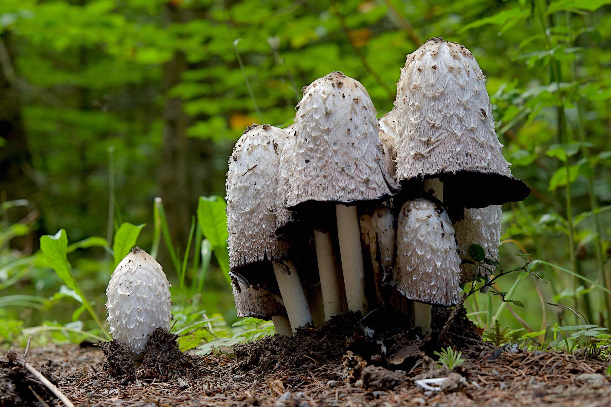 Coprinus Comatus