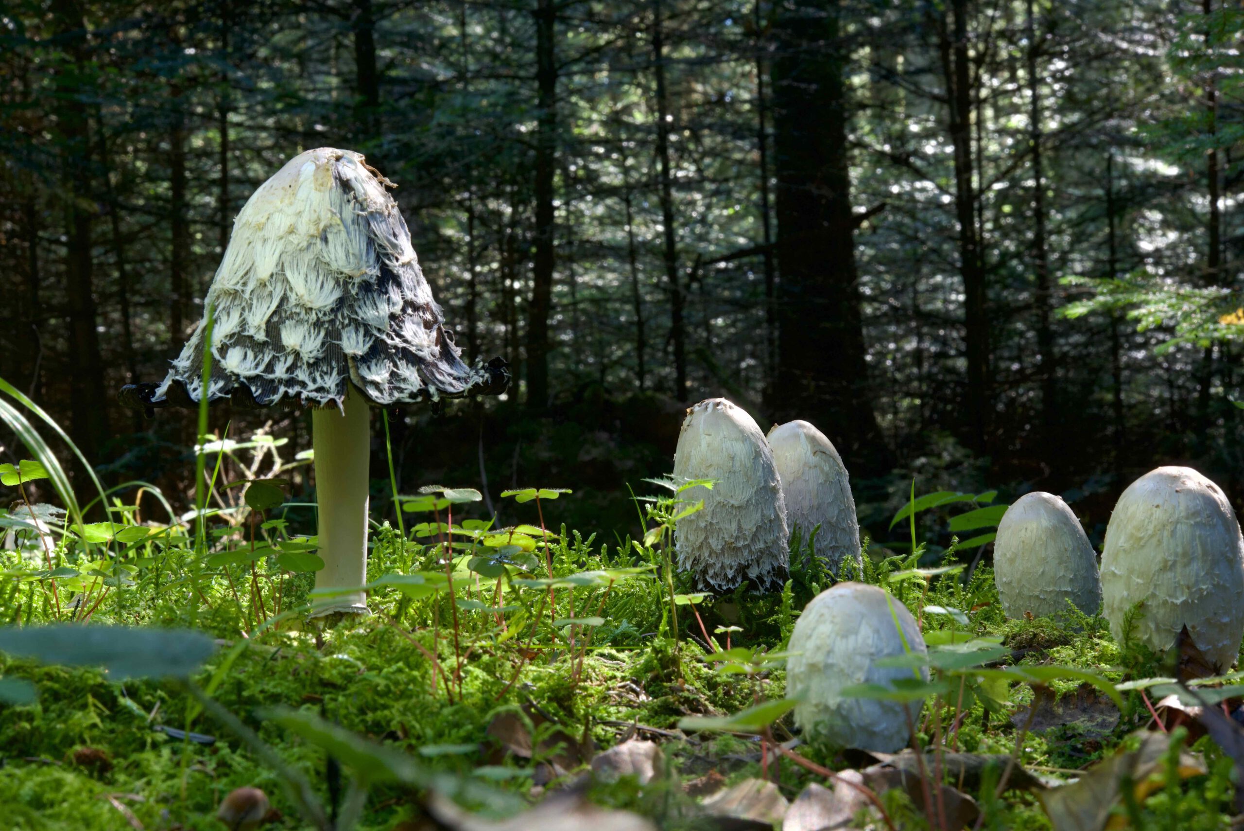 Coprinus Comatus