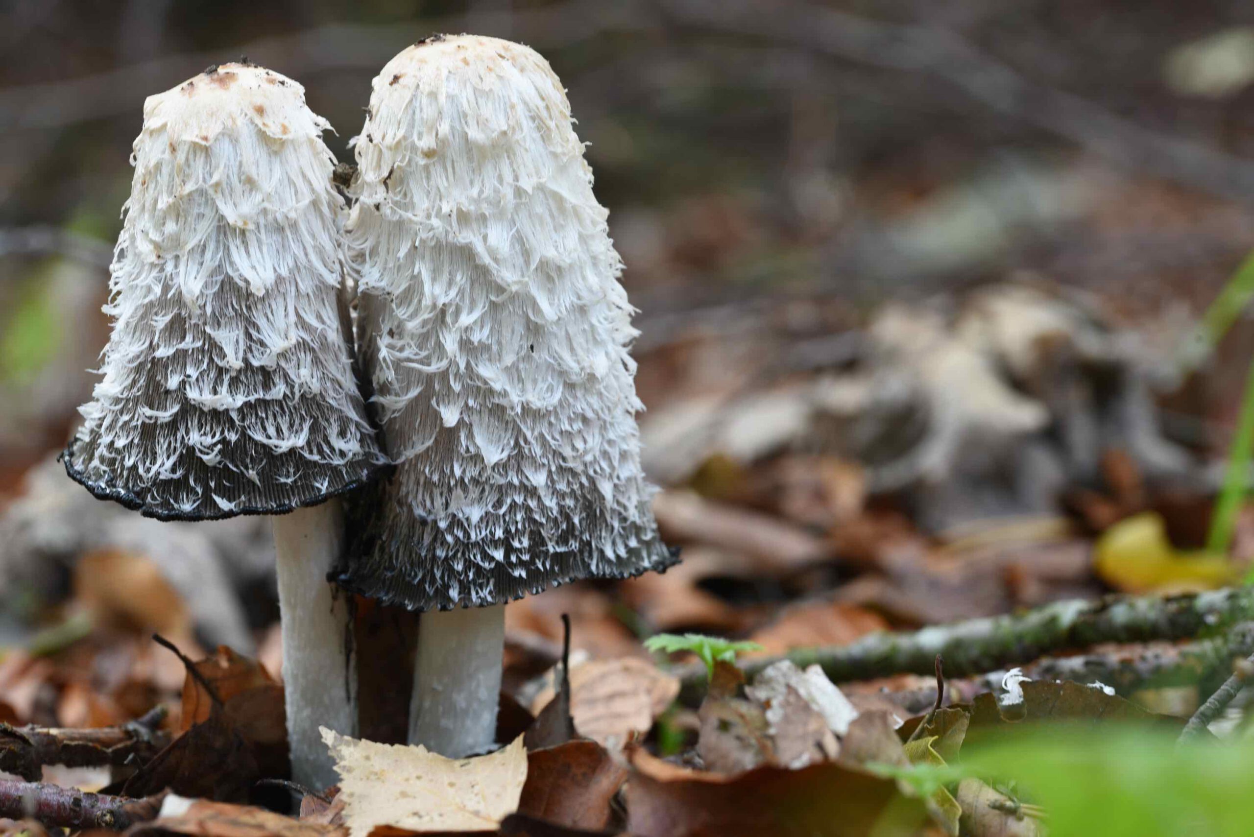 Coprinus Comatus